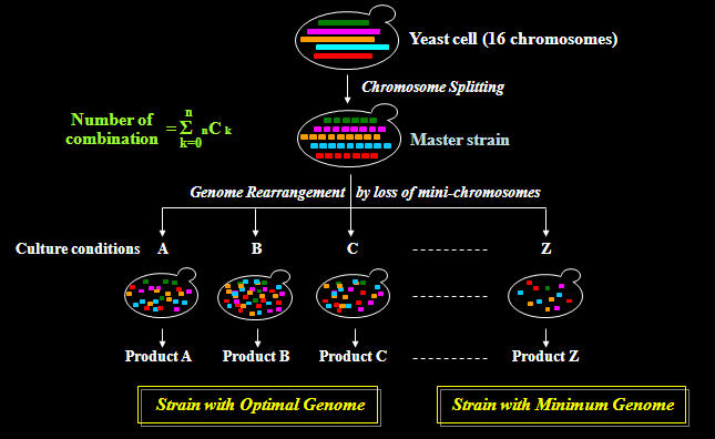 Optimal genome construction